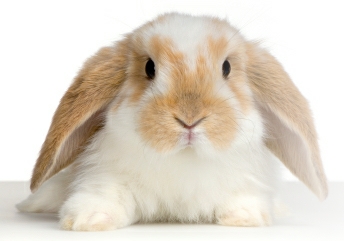 süßes Kaninchen